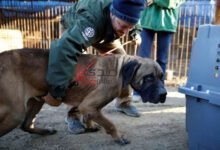 كوريا الجنوبية تقر قانون تاريخي يحظر أكل لحم الكلاب