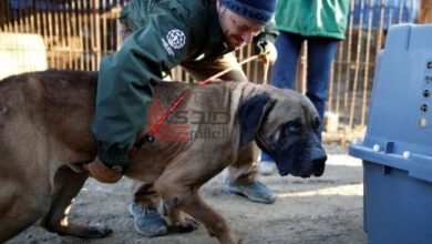 كوريا الجنوبية تقر قانون تاريخي يحظر أكل لحم الكلاب