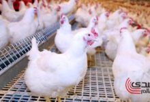 شعبة الدواجن: إنخفاض سعر الفراخ والكيلو 85 جنيه بالمزرعة