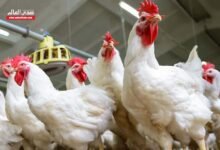 شعبة الدواجن: ارتفاع الأسعار بنسبة 20% ليس نتيجة قطع الكهرباء