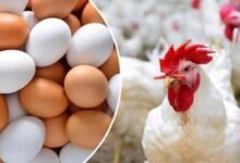 أسعار الفراخ البيضاء وكرتونة البيض الأبيض والأحمر في الأسواق
