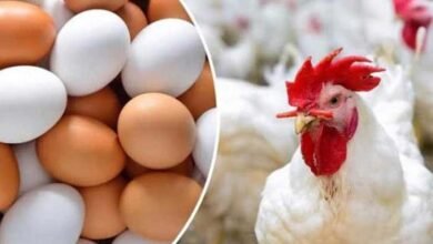 أسعار الفراخ البيضاء وكرتونة البيض الأبيض والأحمر في الأسواق