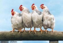 أسعار الفراخ اليوم: أسعار الدواجن البيضاء والبيض في بورصة الدواجن اليوم الأربعاء 11 سبتمبر 2024