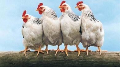 أسعار الفراخ اليوم: أسعار الدواجن البيضاء والبيض في بورصة الدواجن اليوم الأربعاء 11 سبتمبر 2024