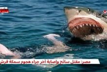 مصر: مقتل سائح وإصابة آخر جراء هجوم سمكة قرش