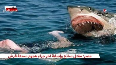 مصر: مقتل سائح وإصابة آخر جراء هجوم سمكة قرش