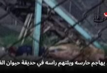 أسد يهاجم حارسه ويلتهم رأسه في حديقة حيوان الفيوم