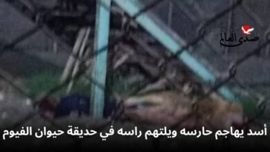 أسد يهاجم حارسه ويلتهم رأسه في حديقة حيوان الفيوم