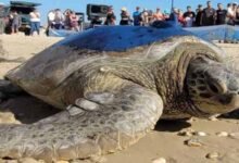 سلحفاة تصل سواحل الإسكندرية قادمة من اليونان "يبلغ عمرها 104 سنوات"