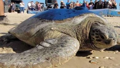 سلحفاة تصل سواحل الإسكندرية قادمة من اليونان "يبلغ عمرها 104 سنوات"