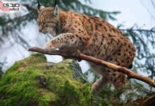 قلق إسرائيلي على حدود مصر بسبب الوشق المصري.. التفاصيل